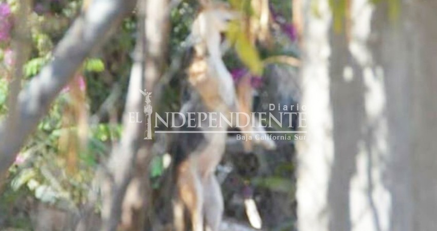 A pesar de existir sanciones por maltratar animales se siguen registrando casos