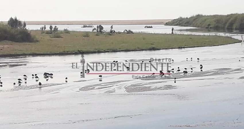 Desechos de la planta de Fonatur, principal preocupación del grupo Rescatemos y Disfrutemos el Estero