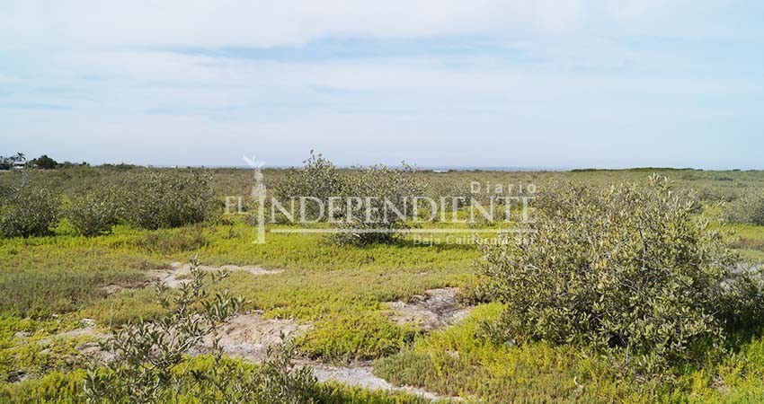 Harán un parque ecológico del manglar El Conchalito