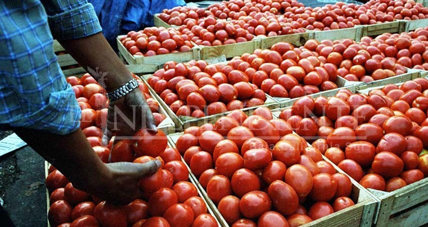Preocupados productores de tomate en BCS por aranceles de E.U.