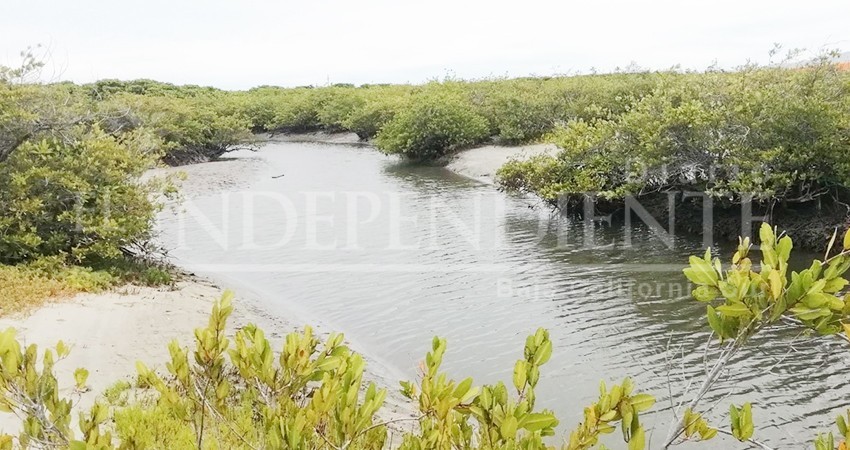 Ayto de La Paz busca que Semarnat delimite zona federal en manglares municipales