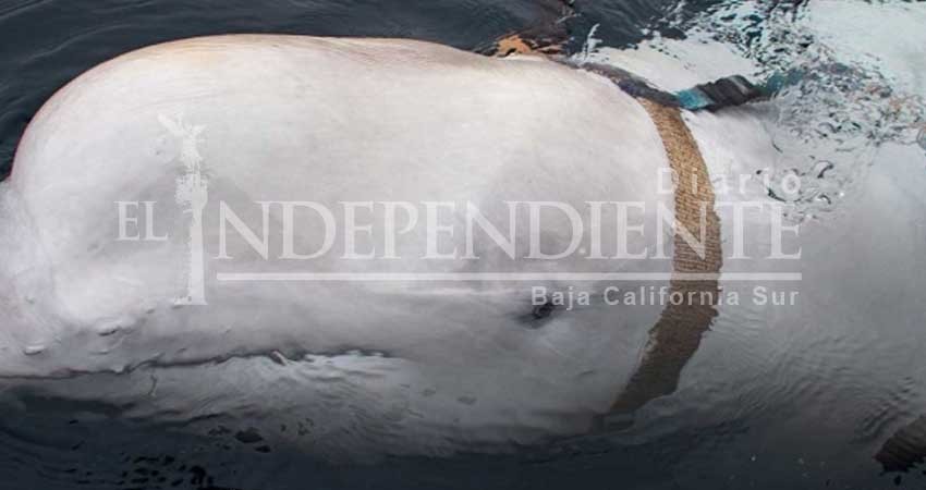 Hallan una misteriosa beluga que podría ser 'soldado' de Rusia