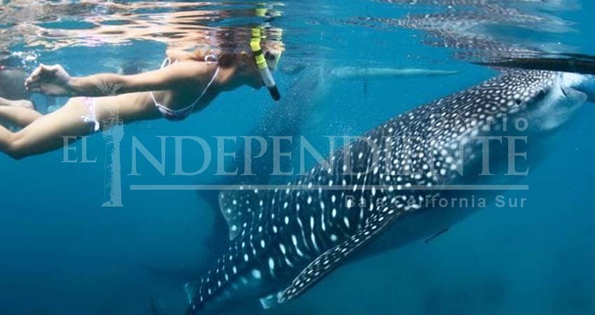 Turismo nacional es quien más disfruta del tiburón ballena: Lancheros