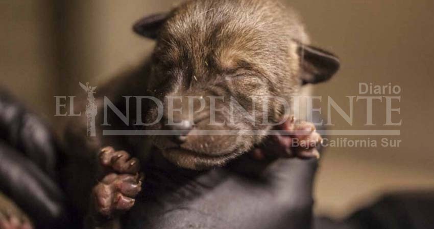 Nacen cuatro cachorros de lobo pelirrojo en Chicago