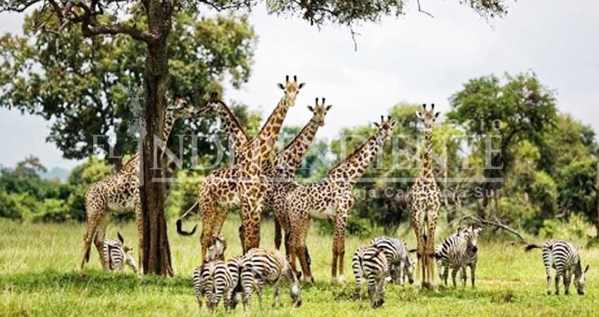 Alertan científicos por extinción de un millón de especies