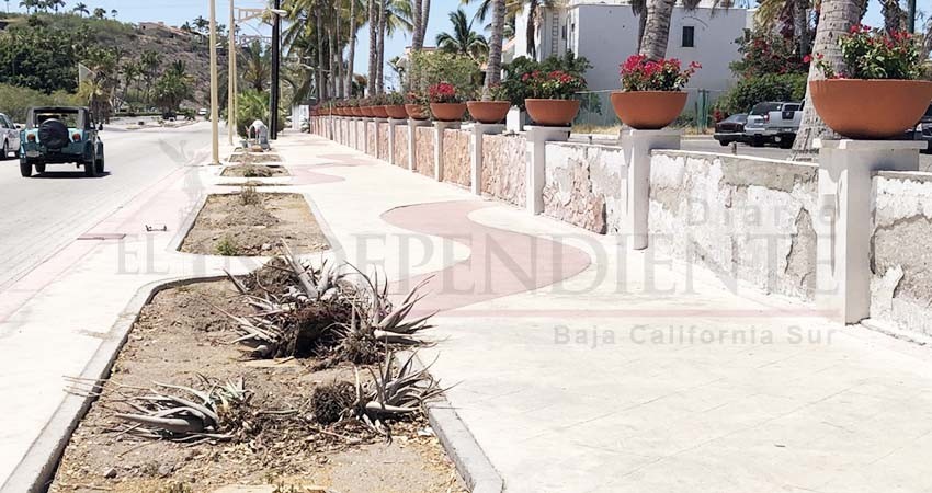 Pide el alcalde de La Paz que, por cada árbol talado, Hotel Marina plante 10 nuevos