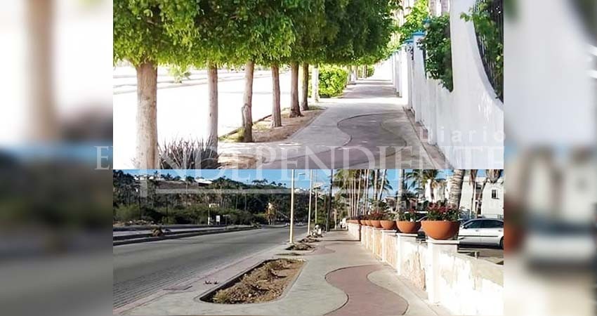 Impondrán 390 mil pesos Hotel Marina por poda ilegal en La Paz