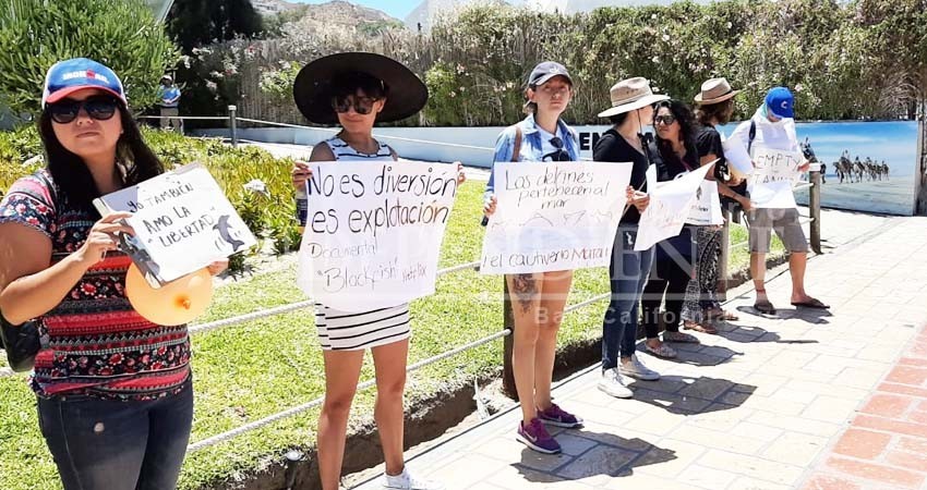 Piden activistas cierre de delfinarios en Los Cabos