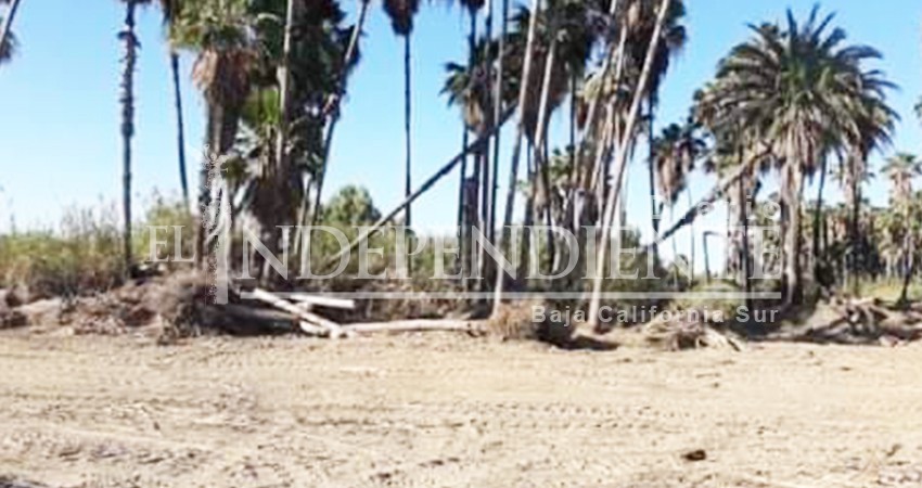 Denuncian tala indiscriminada de palmares en el Estero josefino