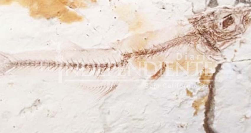 Hallan extraños raros fósiles de peces en El Salvador