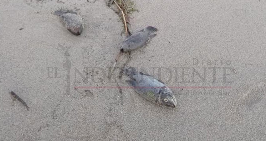 Investiga dirección de la Reserva Ecológica Estero de San José situación de vecinos colindantes