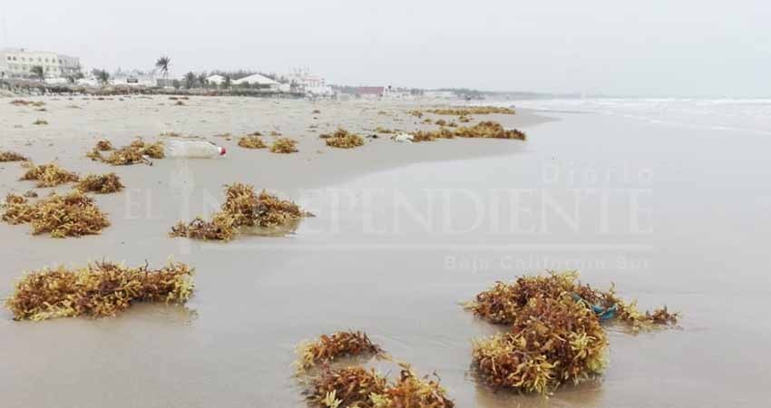 Sargazo llega a playa de Tamaulipas; cuadrillas inician estrategia