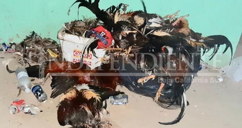 Denuncian barbarie en peleas de gallos en el Palenque gallistico de La Paz