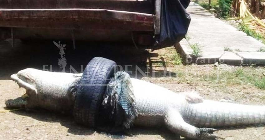 Indigna muerte de cocodrilo en Veracruz, ¡una llanta lo asfixió!