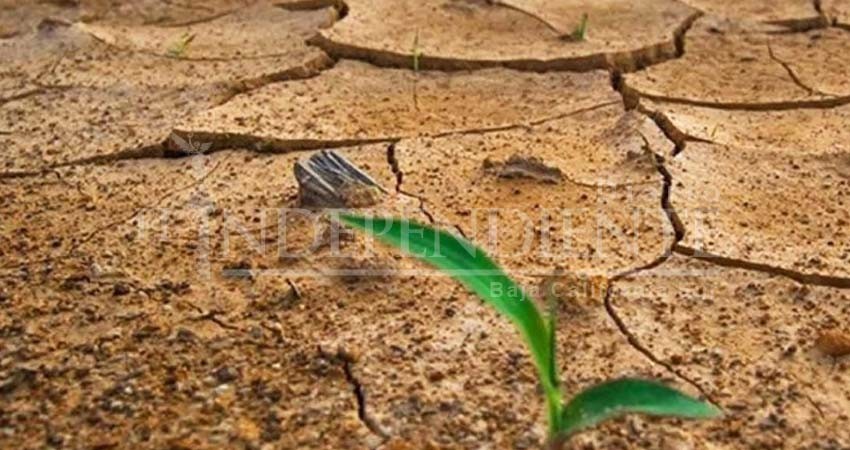 Bosques del Planeta en peligro por cambio climático: ONU