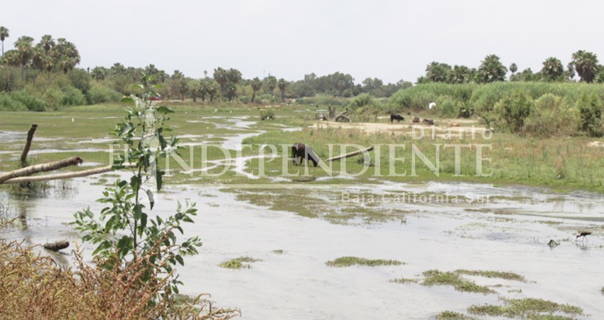 Comisión de Medio Ambiente del Senado ya informó a AMLO sobre la situación del Estero