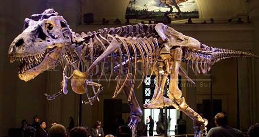Museo mostrará un esqueleto 'Tyrannosaurus rex' auténtico