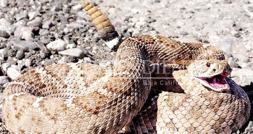 Por aumento de calor incrementa la aparición de serpientes; recomienda bomberos no manipularlas