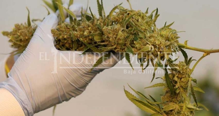 Cannabis sigue siendo la droga más consumida en Europa