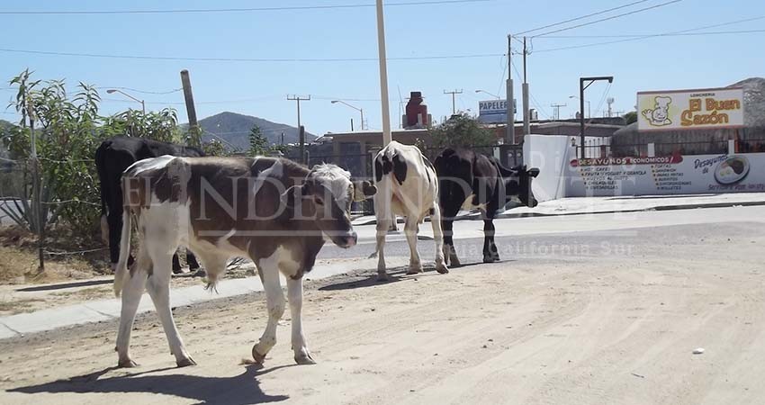Recientes reformas para castigar el abigeato coadyuvarán a reducir este delito: Rastro TIF