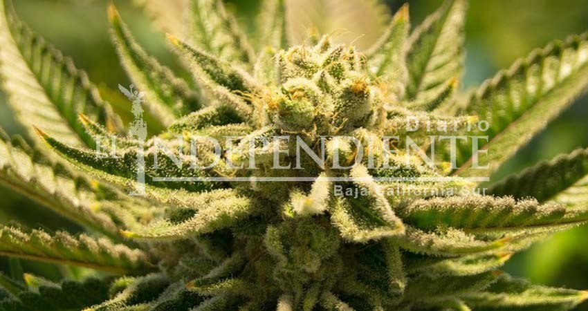 La regulación de la marihuana sería “excelente” para BCS: Van Womer