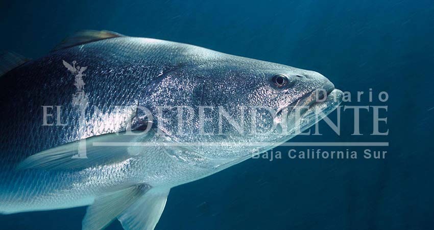 Proyectan reformas al Código Penal para sancionar a quienes violen la protección de totoaba y almeja generosa