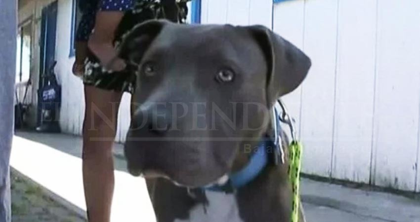 Pitbull salva a bebé de incendio tras arrastrarlo por el pañal
