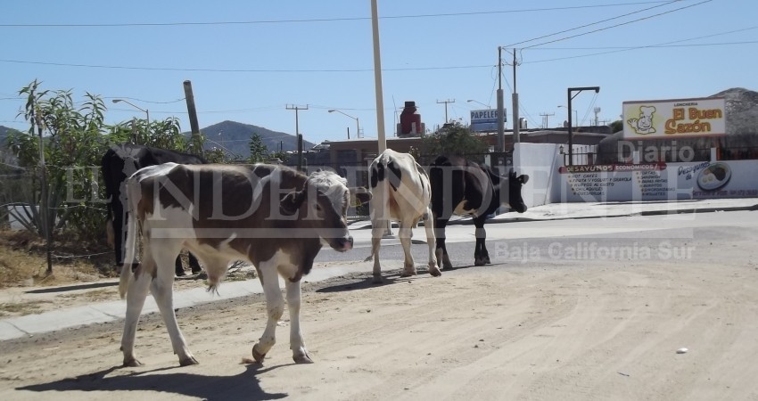 Buscan evitar que carne de res de dudosa procedencia llegue a proveedores y comerciantes