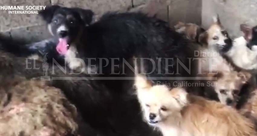 Rescatan a 62 perritos de horrible muerte; iban a ser cocinados