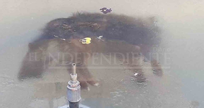 La triste foto de un perrito congelado que rompió corazones