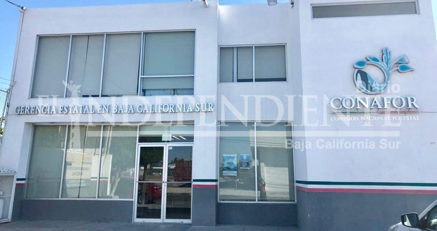 SIN LIQUIDACIÓN, despiden a empleados de Conafor en BCS