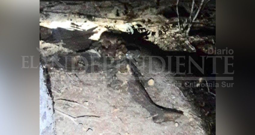 Localizan un cuerpo en descomposición en la colonia Calafia de La Paz