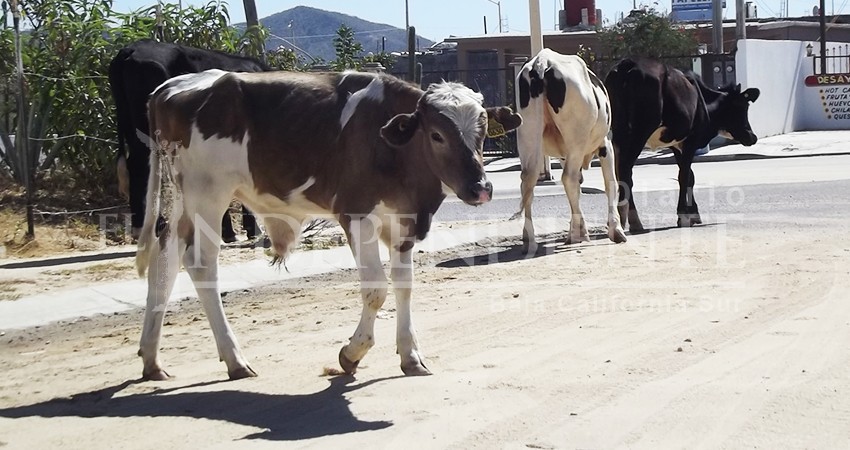 Buscarán establecer una Fiscalía Especializada en Delito de Abigeato en Los Cabos