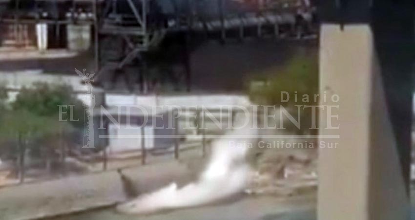 Derrame de ácido provocará muerte de fauna y flora en Mar de Cortés