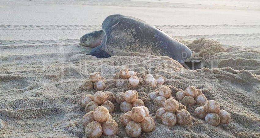 Inicia el pico más alto de anidación de tortuga gol fina en playas cabeñas