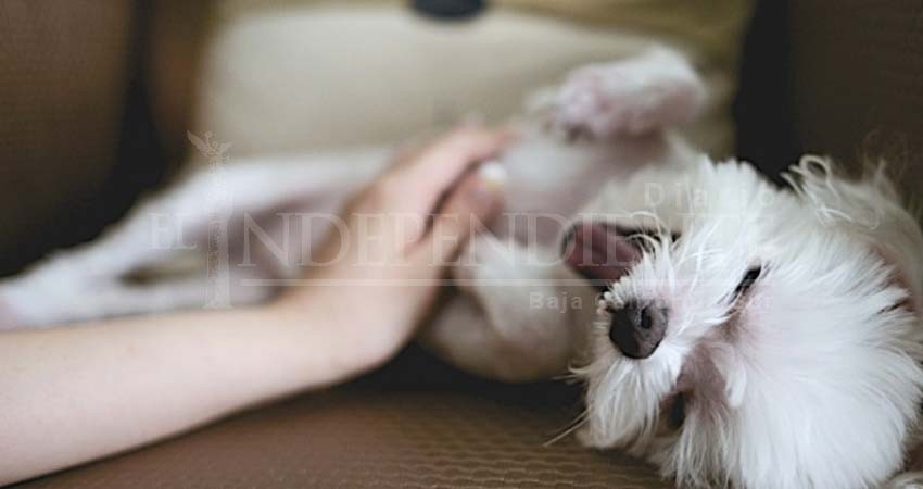 Ofertas en Amazon Prime Day para amantes de los perritos