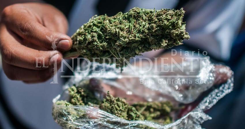 No puede haber regulación de la marihuana sin un plan educativo: Castro Cosío