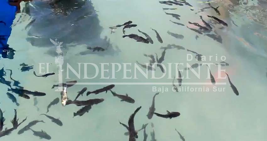 Liberan más de 40 mil crías de totoaba en Baja California Sur