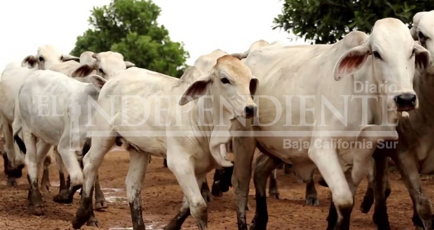 Oficialmente BCS es declarado libre de brucelosis