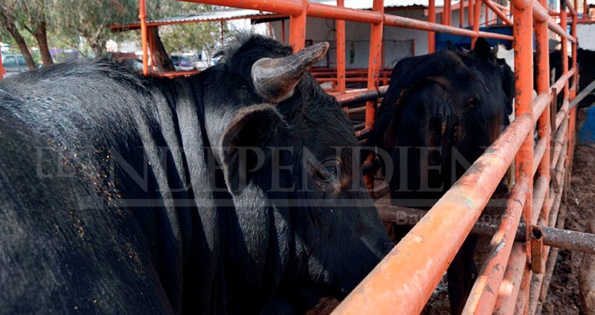 En 6 meses, se han registrado 31 robos de ganado en BCS