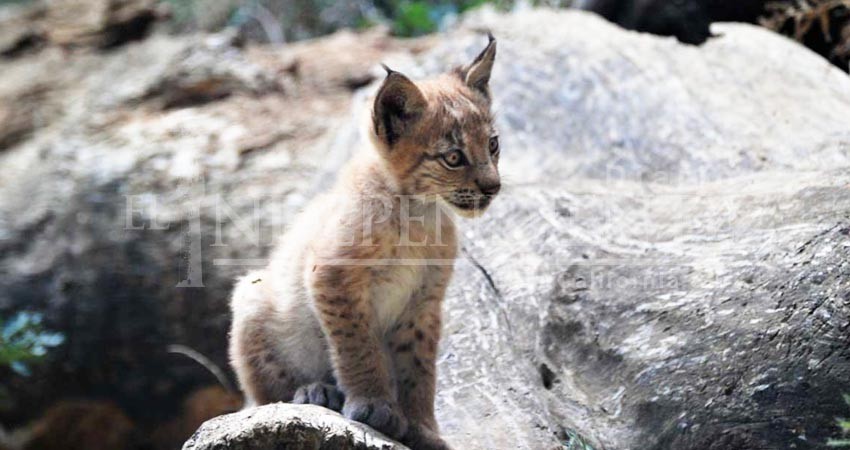Pasó más de un siglo para que naciera un lince en el Pirineo