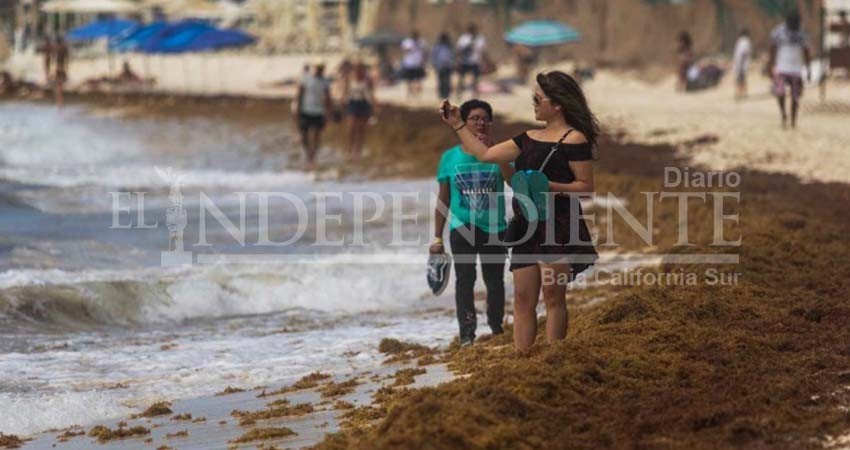 Diseñan en el Poli vehículo sustentable: recolecta sargazo