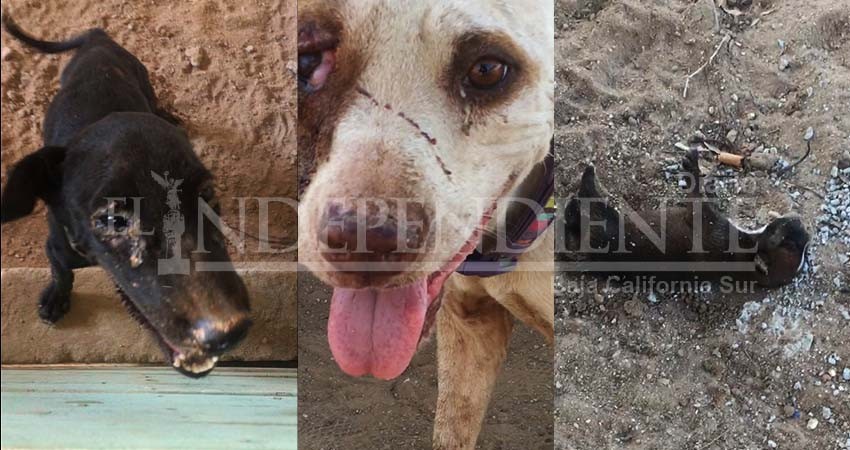 Proyecto “4 Patas” una farsa, es un campo de concentración para perros