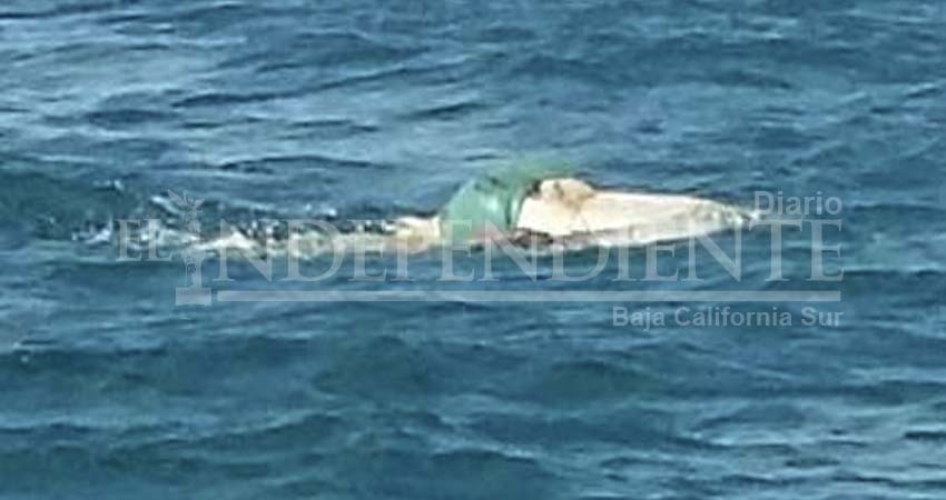 Aparece un cuerpo flotando en el mar, en SJC