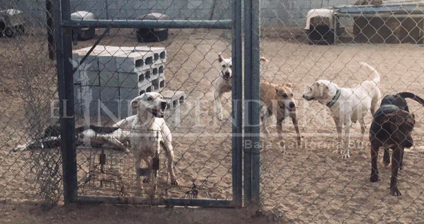 Llevo quince años como rescatista de animales y siete años con el “Proyecto Cuatro Patas”: Fundadora