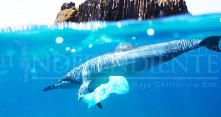 Multas desde 8 mil pesos a quien viole ley que restringe uso de plásticos; hoy entra en vigor