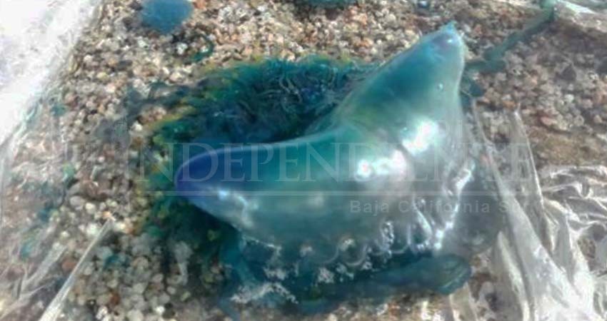 Reportan presencia de medusas cola azul en Bahía de CSL