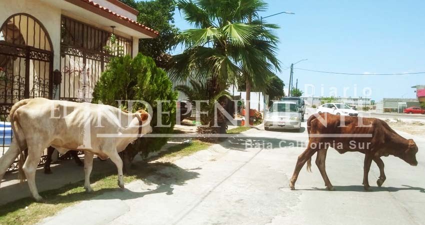 Continúa el problema de ganado suelto en las colonias; resurge molestia de vecinos