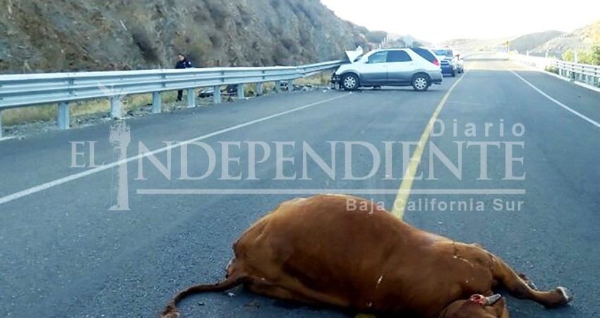 Repondrán cercas para contener accidentes por ganado en carreteras de BCS