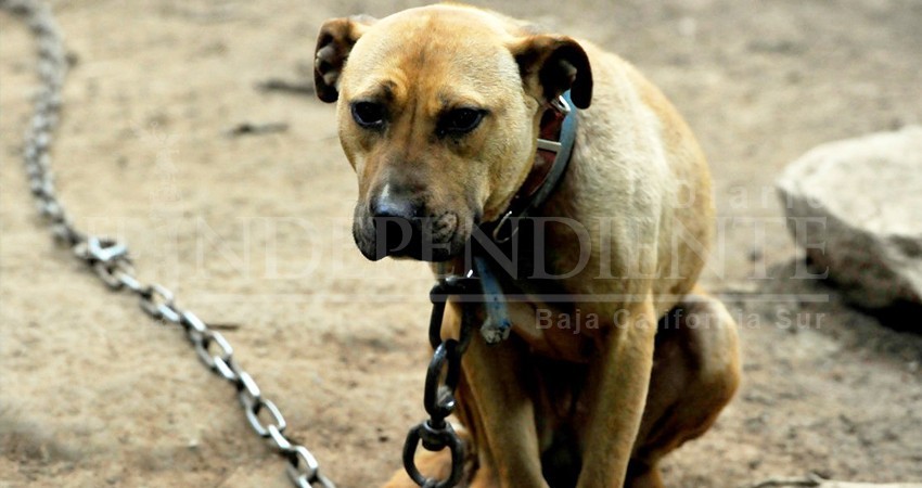 Advierte CEMAC la necesidad de un control de mascotas en hogares de La Paz